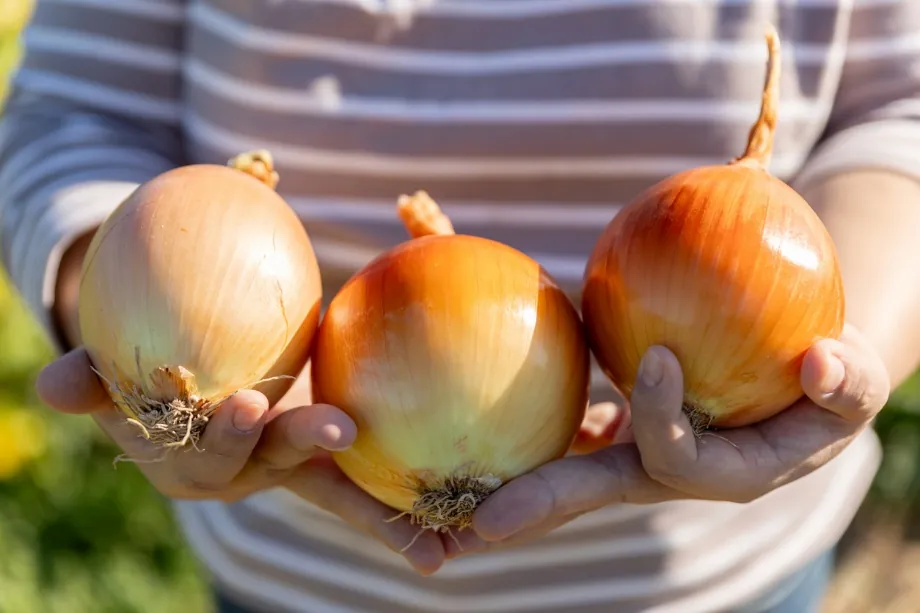 Sistema de riego por goteo aplicado en producción hortícola de cebolla en Argentina