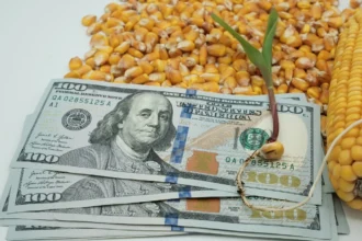 Riego tecnificado agrícola en maíz en Argentina, con granos, brote y dólares como símbolo de costos y rentabilidad.