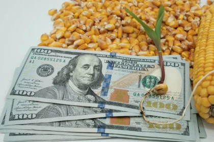 Riego tecnificado agrícola en maíz en Argentina, con granos, brote y dólares como símbolo de costos y rentabilidad.