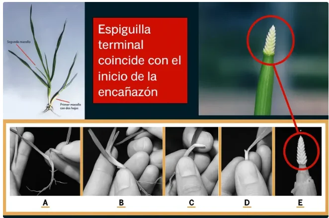 Etapa de espiguilla terminal en trigo